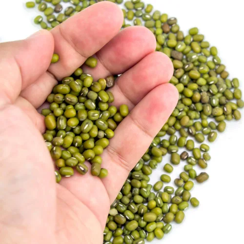 Vista 4 de Frijol verde seco entero, brotes de frijol chino, gramo verde, frijoles mung, té de hierbas nutritivo natural, gachas de avena y sopa de cocina
