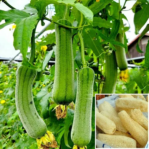 Vista 3 de Más de 30 semillas Luffa para plantar, semillas de plantas tradicionales sin OMG para jardín al aire libre