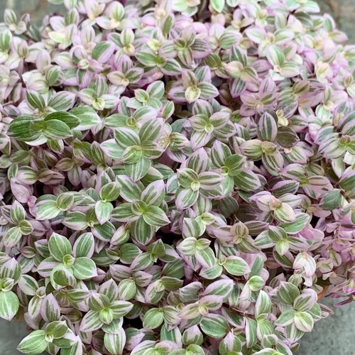 Vista 7 de Pink Callisia Repens Plant Live, maceta de 4 pulgadas