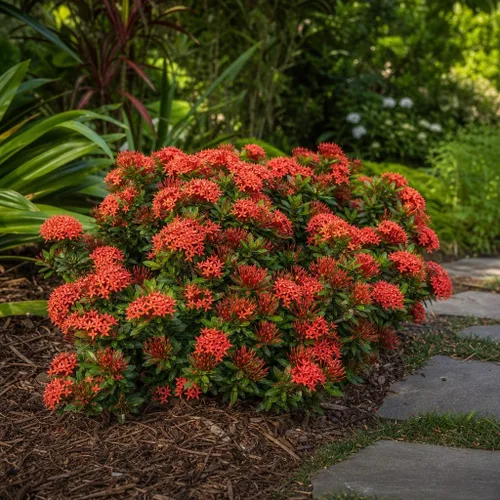 Vista 4 de Ixora Enano Rojo 3 Plantas Vivas Ixora Coccinea Arbusto Floreciente para Jardín Plantas Decorativas Tropicales