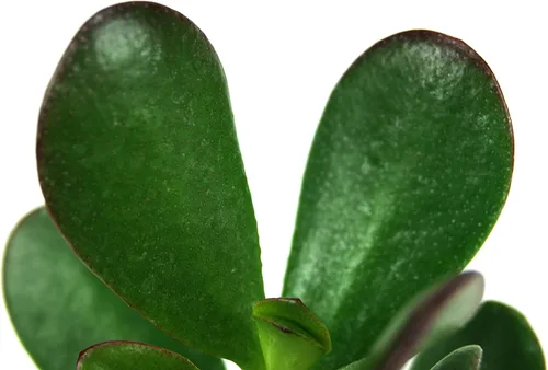 Vista 2 de Crassula ovata 'Planta de Jade