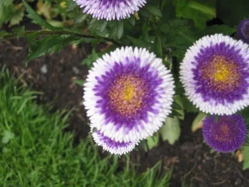 Vista 4 de Semillas Aster Moon Mix Flores Anuales