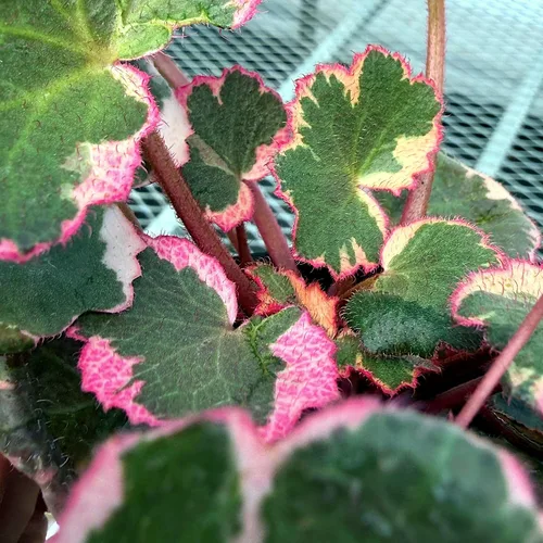 Vista 6 de Saxifraga stolonifera 'Variegata', Begonia de fresa abigarrada, geranio de fresa abigarrada, planta de interior, Fácil de propagar