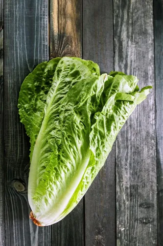 Vista 3 de Semillas Lechuga Romaine para ensalada Heirloom Vegetal para plantar sin OMG