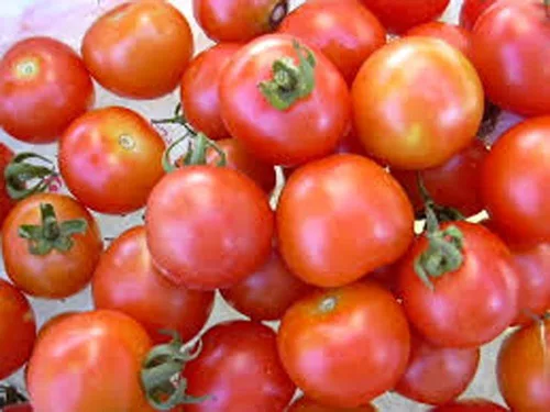 Vista 4 de Tomate, semillas de tomate cherry grandes dulces, reliquia, 100 semillas, sabroso, ideal para ensaladas