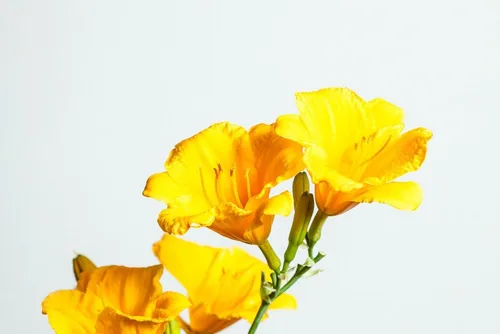 Vista 6 de Stella DE'ORO Daylily - Tamaño: 1 galón, planta viva, incluye fertilizante de mezcla especial y guía de plantación