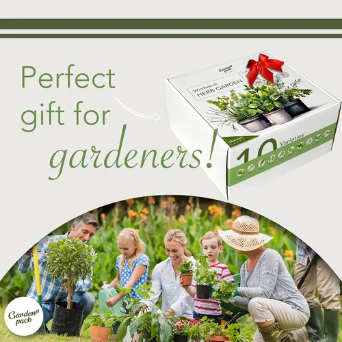Vista 6 de Garden Pack Jardín de hierbas para ventana interior de 10 hierbas, incluye macetas, bandejas y tierra comprimida para un fácil cultivo de hierbas