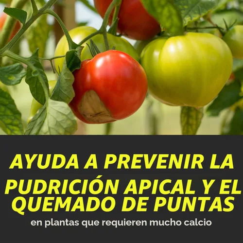Vista 10 de General Hydroponics CALiMAGic para jardinería, 1 Cuarto de galón