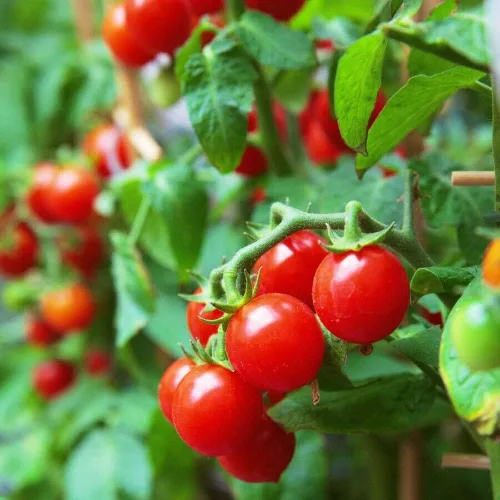 Vista 6 de MOCCUROD - 100 semillas de tomate cereza para interiores, semillas de herencia vegetal rara de tomate enano rojo y amarillo