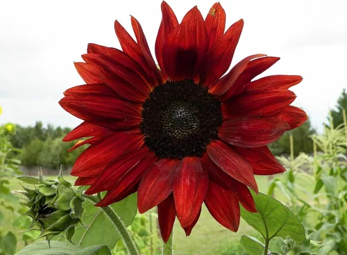 Vista 2 de Girasol, Velvet Queen, 100 semillas hermosas flores rojas brillantes