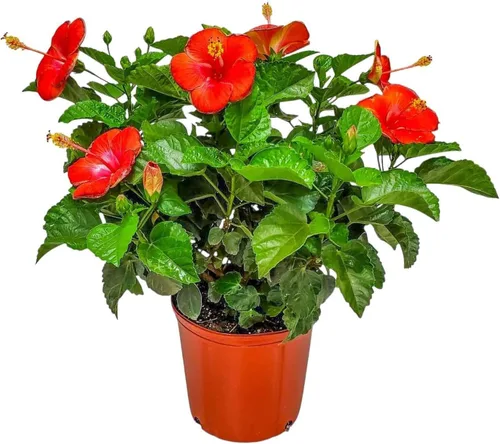 Vista 10 de Arbusto de Hibisco Fiesta - Planta Floreciente de Hibisco Viva - Planta de Flor Tropical - Maceta de 1 Galón - Altura Total de 10" a 14" - Plantas