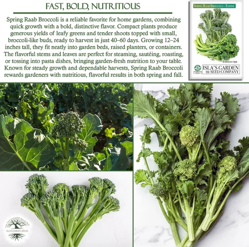 Vista 5 de Semillas de brócoli Raab Rapini de primavera, 300 semillas por paquete, semillas sin OMG, nombre botánico: Brassica oleracea, Isla's Garden Seeds