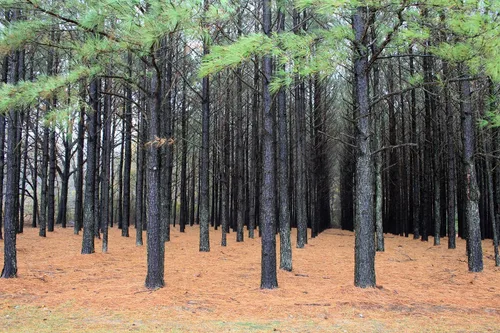 Vista 6 de Loblolly Pine Tree Semillas Premium Pinus taeda Plants' (Premium Seeds, 1000)