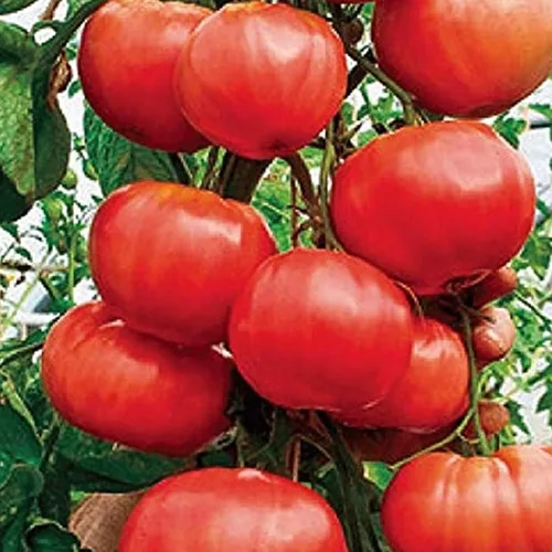Vista 3 de Gardeners' Choice - Árbol de tomate gigante