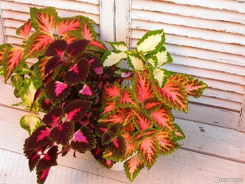 Vista 4 de Coleus Blumei Seed Mix - Ortiga pintada con aproximadamente 200 semillas para plantar sin OMG