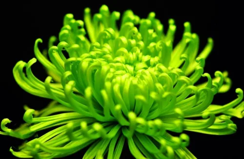Vista 2 de 120 semillas de crisantemo auténtica araña china flor rara comestible té exótico verde