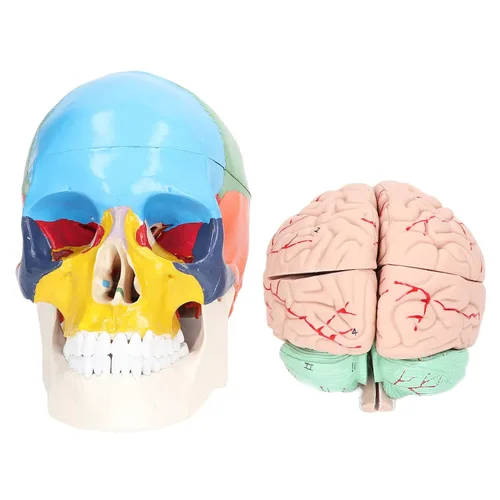 Vista 8 de Modelo anatómico del cerebro humano, 4D, 2 piezas, material de PVC duradero desmontable, anatomía, modelo cerebral, recursos de aprendizaje