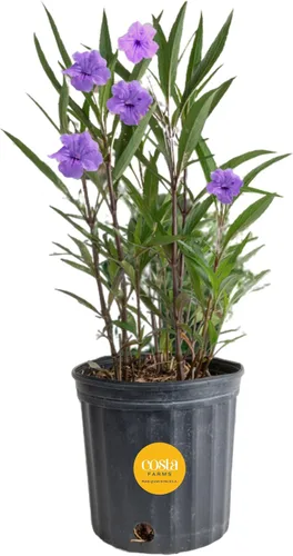 Vista 9 de Costa Farms Desert Escape Desert Rose - Planta suculenta viva de 16 a 21 pulgadas de alto, planta de interior o jardín al aire libre para patio
