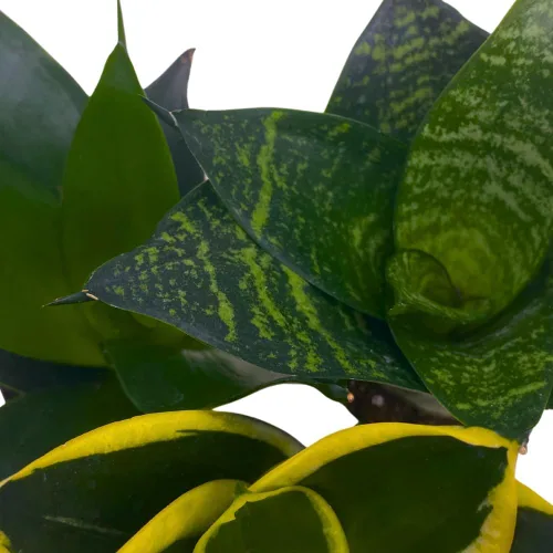 Vista 5 de BubbleBlooms Sansevieria Trifasciata Surtido de 3 plantas de serpiente enanas diferentes en forma de roseta en macetas de 2 pulgadas