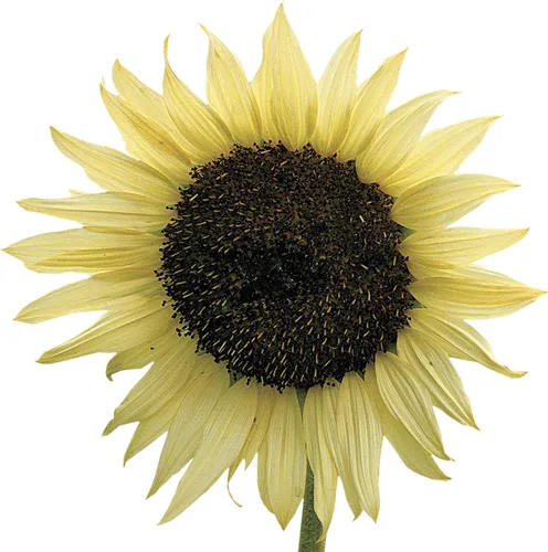 Vista 8 de Park Seed Evening Sun - Semillas de girasol orgánicas, tonos de atardecer multifloración de amarillo, naranja y rojo, fáciles de cultivar