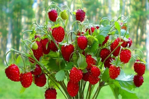 Vista 6 de Semillas Alpine Strawberry Regina No GMO Heirloom Everbearing