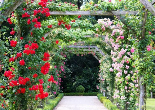 Vista 3 de Más de 100 semillas de rosas trepadoras para plantar al aire libre