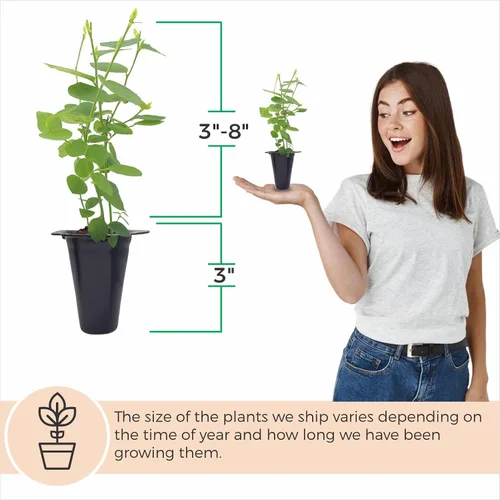 Vista 3 de Planta de Arándano Biloxi (Paquete de 4) Viva en venta Plantas fáciles de cultivar Planta de frutas comestibles para vida sostenible Cultiva