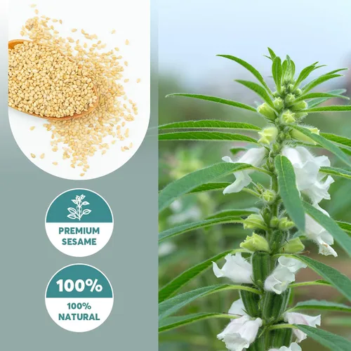 Vista 4 de ONETANG Polvo de sésamo blanco orgánico, sin azúcar, a base de plantas, tostado a baja temperatura, HALAL, sin OMG, pasta de sésamo blanco 12.3 oz