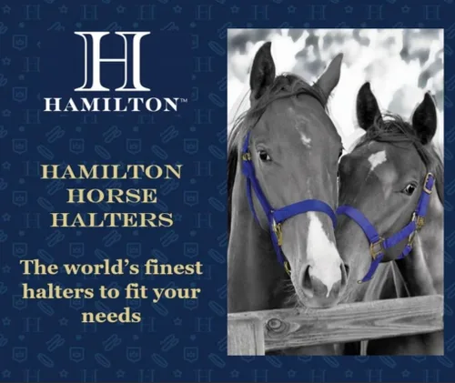 Vista 5 de Hamilton Caballo de nailon de 1 pulgada, tamaño pequeño (500-800 libras), azul baya