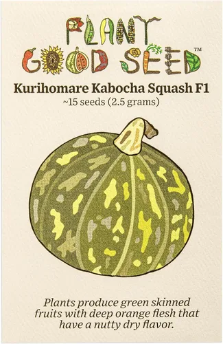 Vista 7 de Plant Good Seed Semillas orgánicas de calabaza de invierno Burgess Buttercup - Paquete de 30, semillas tradicionales para plantar verduras