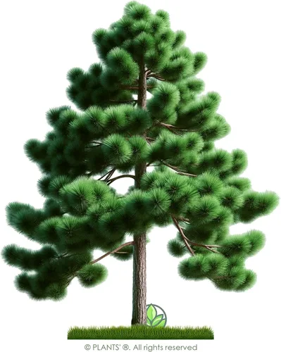 Vista 3 de Loblolly Pine Tree Semillas Premium Pinus taeda Plants' (Premium Seeds, 1000)