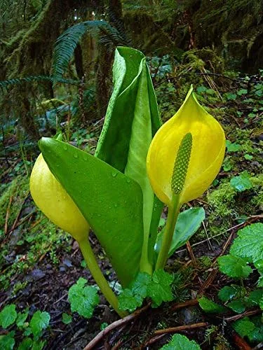 Vista 4 de 10 semillas de flor de col lysichiton americanus mofeta húmeda de lysichiton amarillo