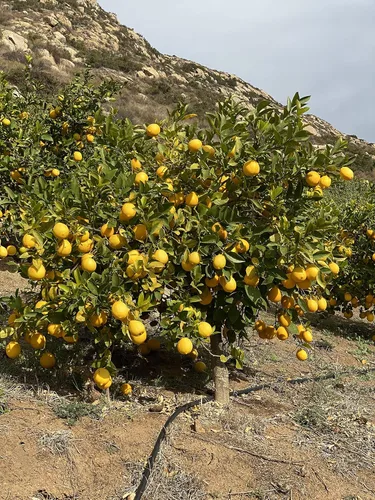 Vista 4 de ACE Ranch Limones Meyer orgánicos de California 5lbs