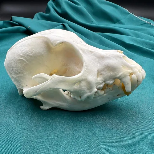 Vista 11 de Venta al por mayor 1/2/3/5/10 piezas Cráneos de Animales Reales de Taxidermia, Espécimen de Huesos Reales, Suministros de Arte Hueso Medicina