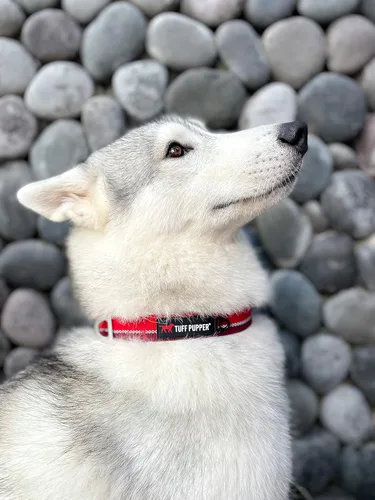 Vista 9 de Tuff Pupper Collar de perro resistente Collar resistente para perros Collares reflectantes con clip de correa de aluminio en D Accesorio