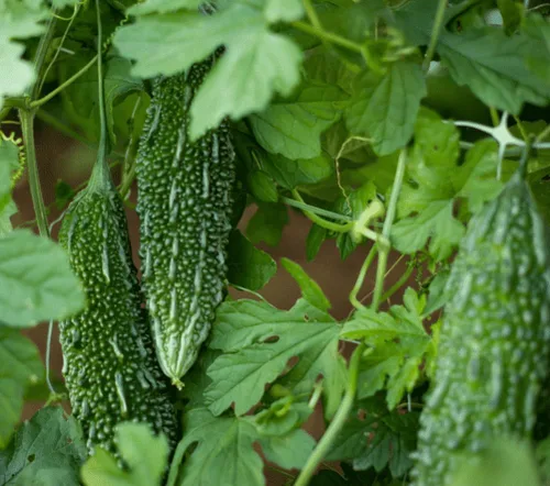 Vista 2 de 15 semillas de melón amargo: calabaza amarga reliquia, fácil de plantar (sin OGM)