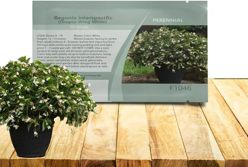 Vista 8 de Outsidepride Semillas de begonia Pink Dragon Wing para plantar, 10 semillas de flores perennes con flores grandes, hábito de crecimiento arqueado