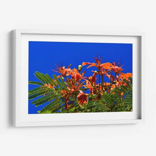 Vista 7 de Canvas Lab Lienzo decorativo para pared Árbol Flamboyan, Cancún por el artista Luis Velasco – Tamaño: 12 x 8 in - Tema: Botánico, Floral,Naturaleza