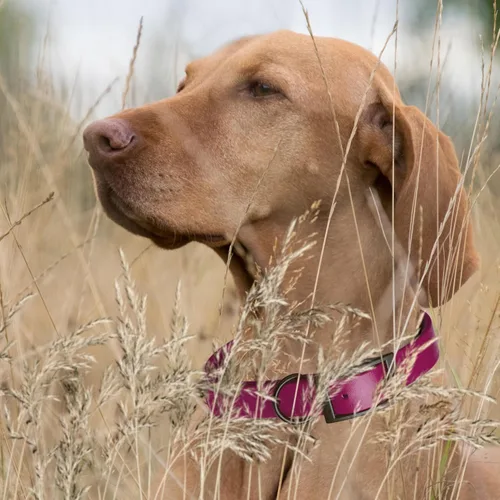 Vista 209 de Dogline Biothane - Collar impermeable para perro con hebilla de liberación rápida, resistente cincha de nailon recubierta con resistente y a prueba