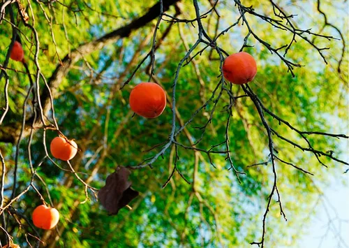 Vista 2 de Semillas de caqui americano para plantar al aire libre Semillas de fruta autóctonas sin OMG (30 semillas)