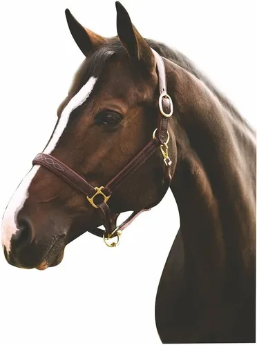 Vista 4 de Henri de Rivel Pro Fancy - Halter acolchado con triple costura