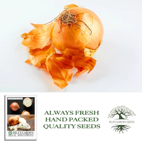 Vista 4 de Semillas de cebolla granada temprana de Texas (Allium cepa) – Más de 300 semillas de reliquia sin OMG de Isla's Garden Seeds, cebolla dulce de día