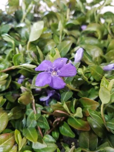Vista 2 de Myrtle Vinca/Periwinkle Hardy Groundcover 50 Plantas Macetas de 2