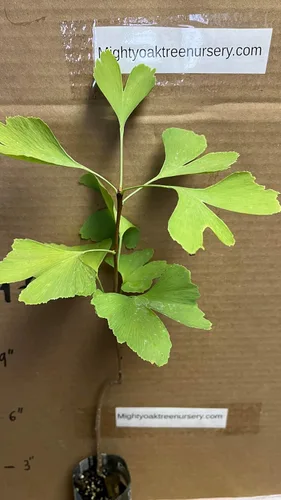Vista 7 de Plántula de Ginkgo Biloba de 2 a 3 años de edad de 10 a 12 pulgadas de alto