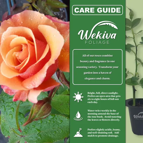 Vista 2 de Arbusto de rosa toscana – 1 planta de inicio vivo – Versátil y hermosa rosa Floribunda añade color y fragancia a cualquier jardín