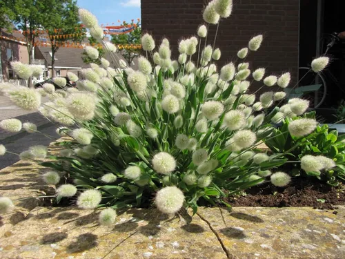 Vista 7 de Semillas Conejito Cola Hierba Planta Ornamental Anual