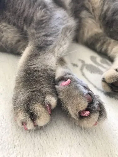Vista 5 de YMCCOOL 100 tapas de uñas para gato/puntas de gato para mascotas, patas de gatito, patas de control de 10 tapas de uñas y 5 unidades de pegamento