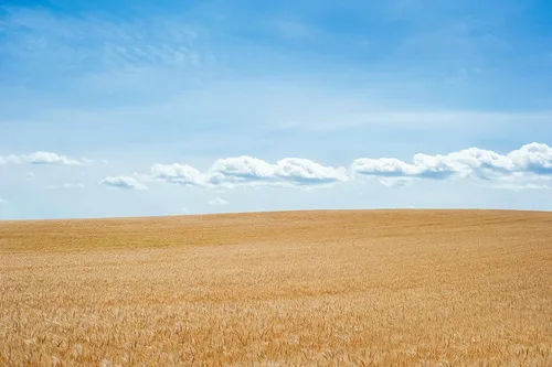 Vista 6 de Grain Brain Harina de espelta blanca orgánica (5 libras) Harina multiusos