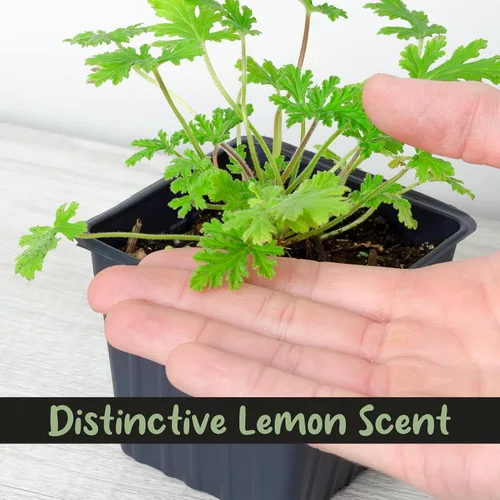 Vista 6 de Plantas vivas de geranio de citronela (paquete de 2); plantas en maceta perfumadas de citronela Pelargonium