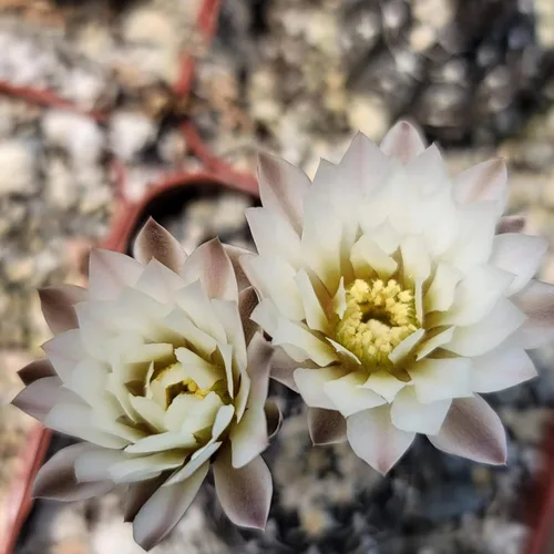 Vista 8 de Gymnocalycium ragonesii Cactus Cactus Suculenta Planta Real